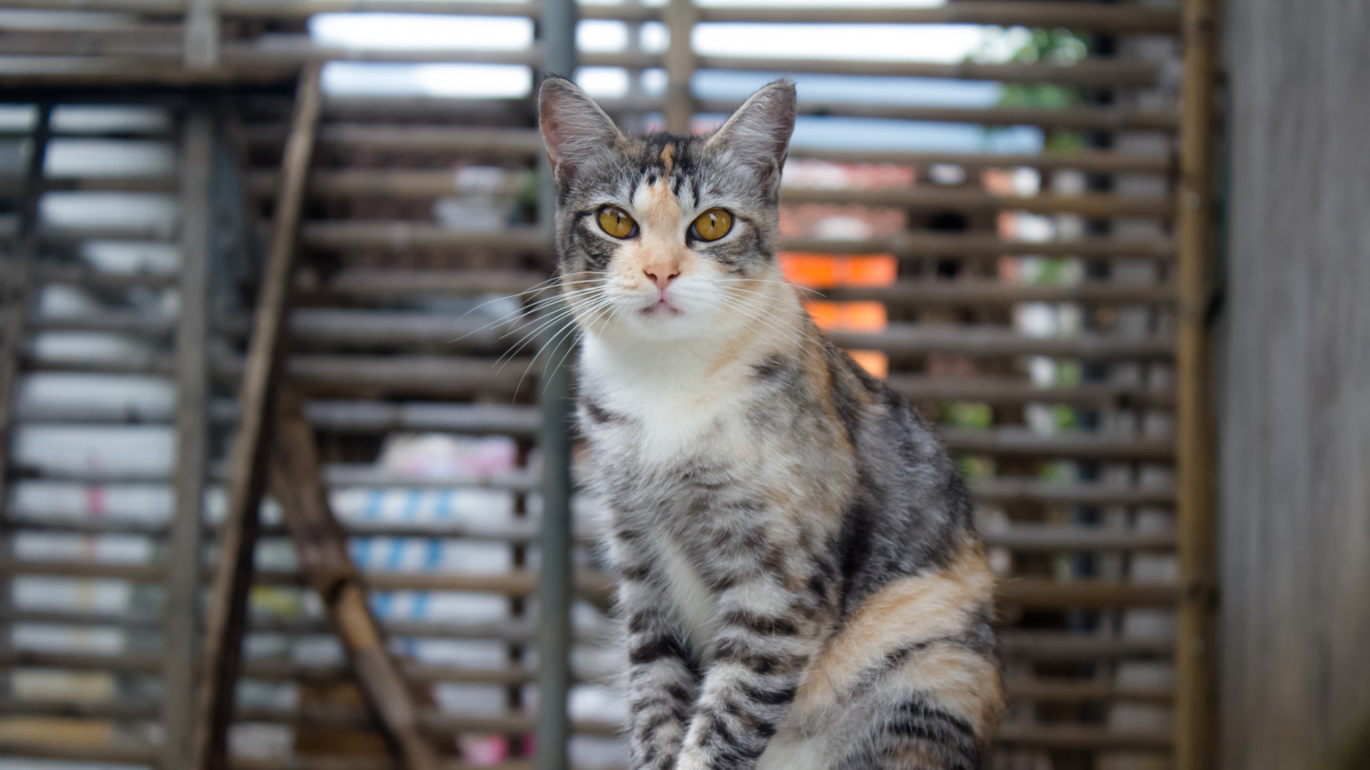 What Is Buprenorphine for Cats & Is it Safe to Use? Pettable